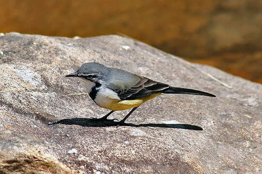 Image of Madagascan Wagtail