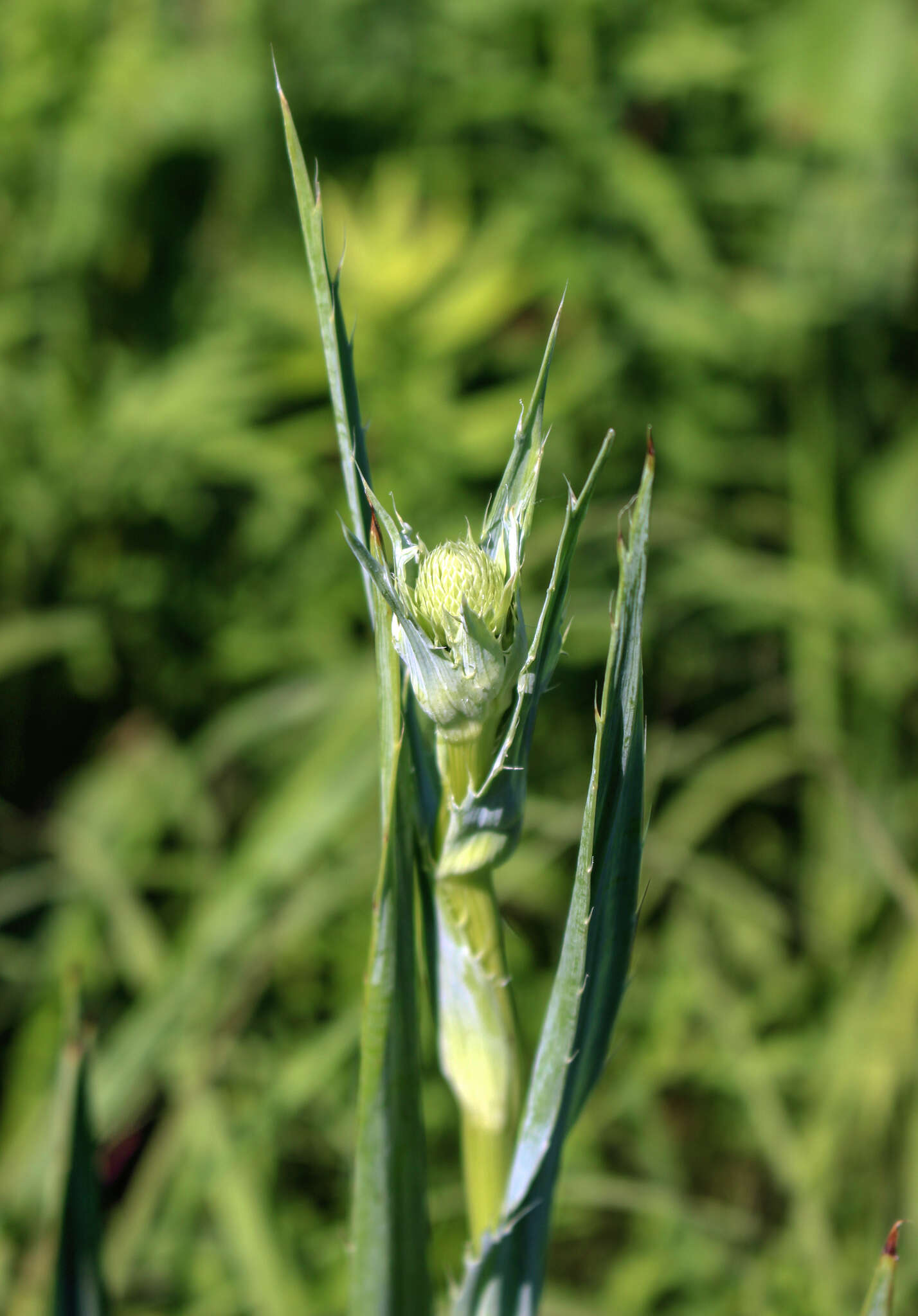 Eryngium yuccifolium Michx. resmi