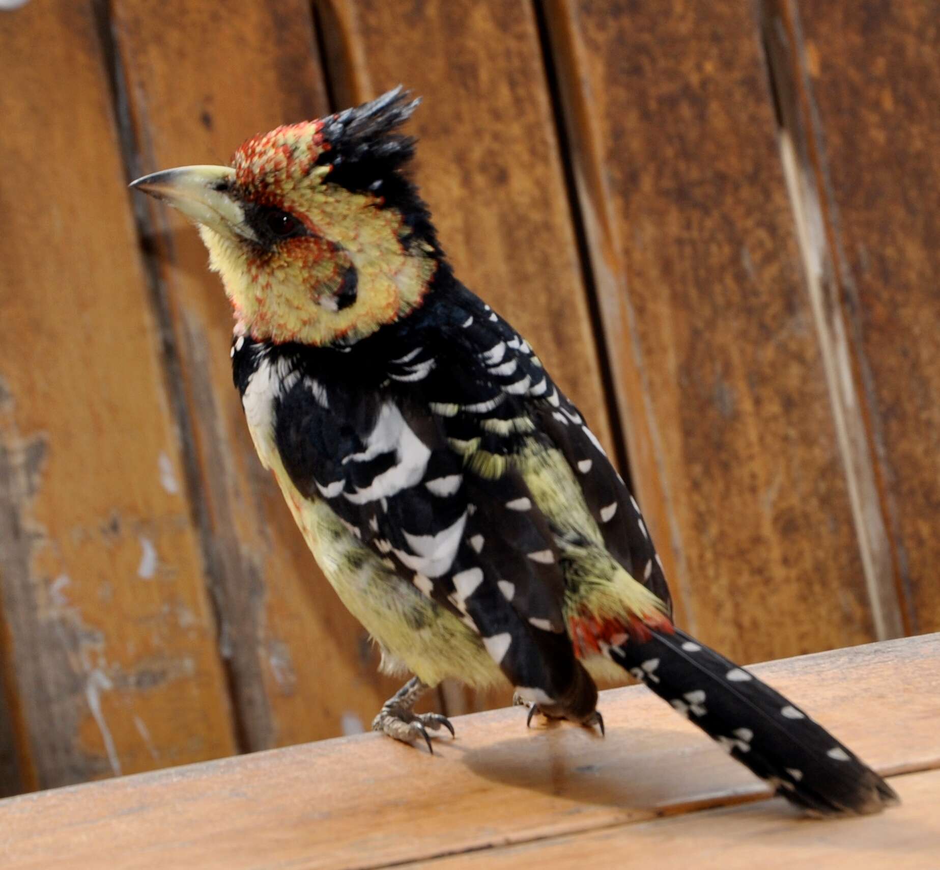 Image of Crested Barbet