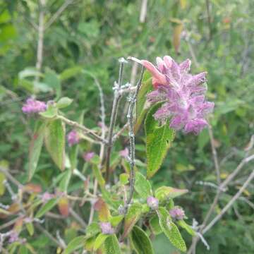 Image de Salvia lasiantha Benth.