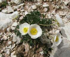 Image of Ranunculus seguieri subsp. seguieri