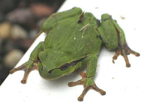 Image of Common tree frog