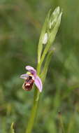 Image of Ophrys fuciflora subsp. candica E. Nelson ex Soó