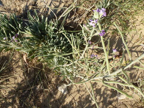 Plancia ëd Matthiola sinuata (L.) W. T. Aiton