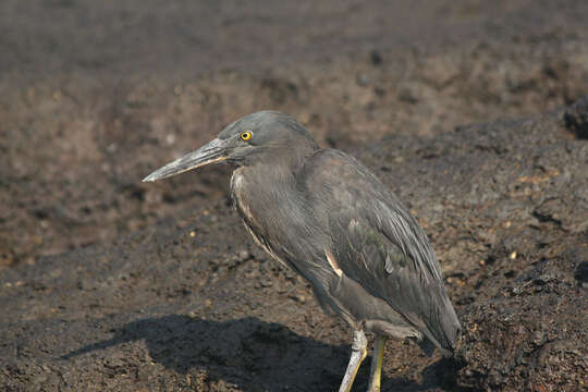 Image of Lava Heron