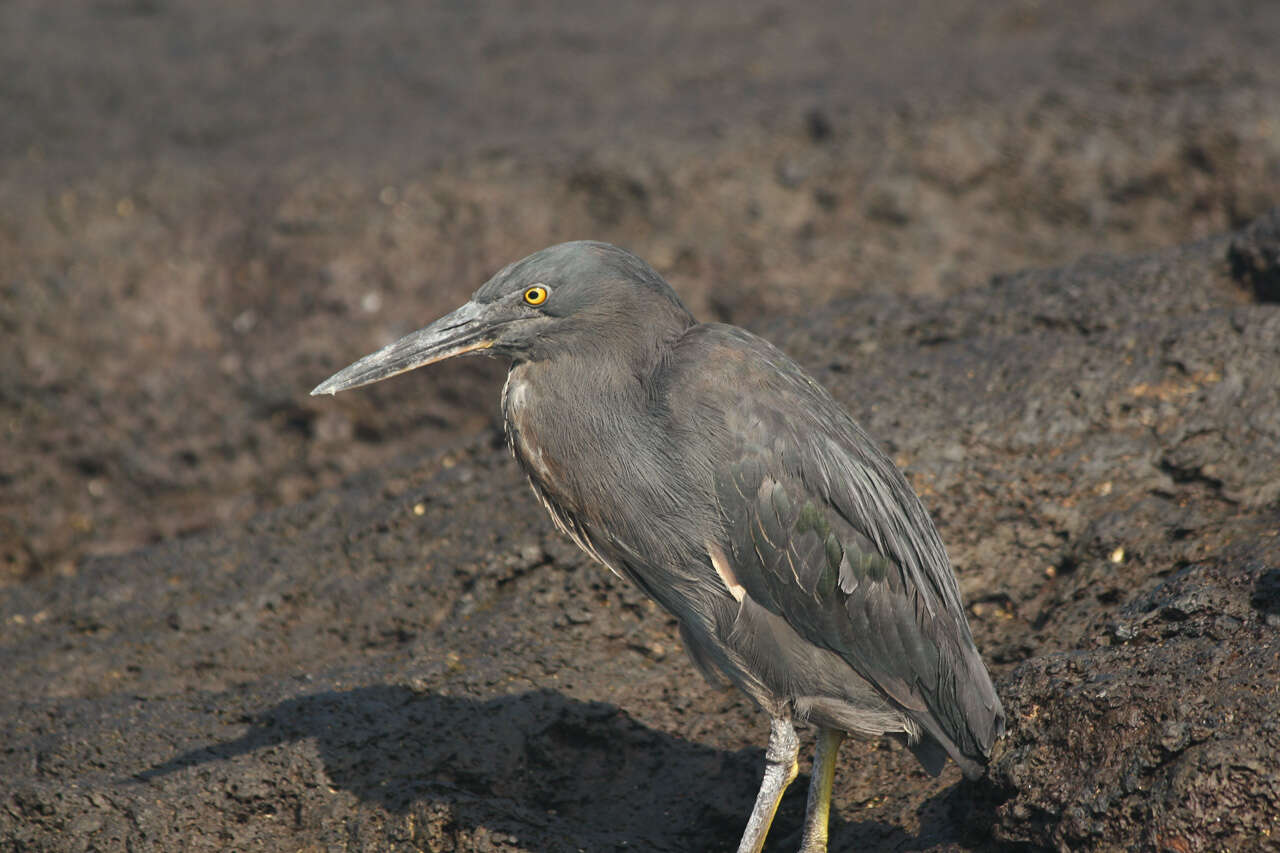 Image de Héron des Galapagos