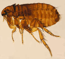 Image of Cat Flea