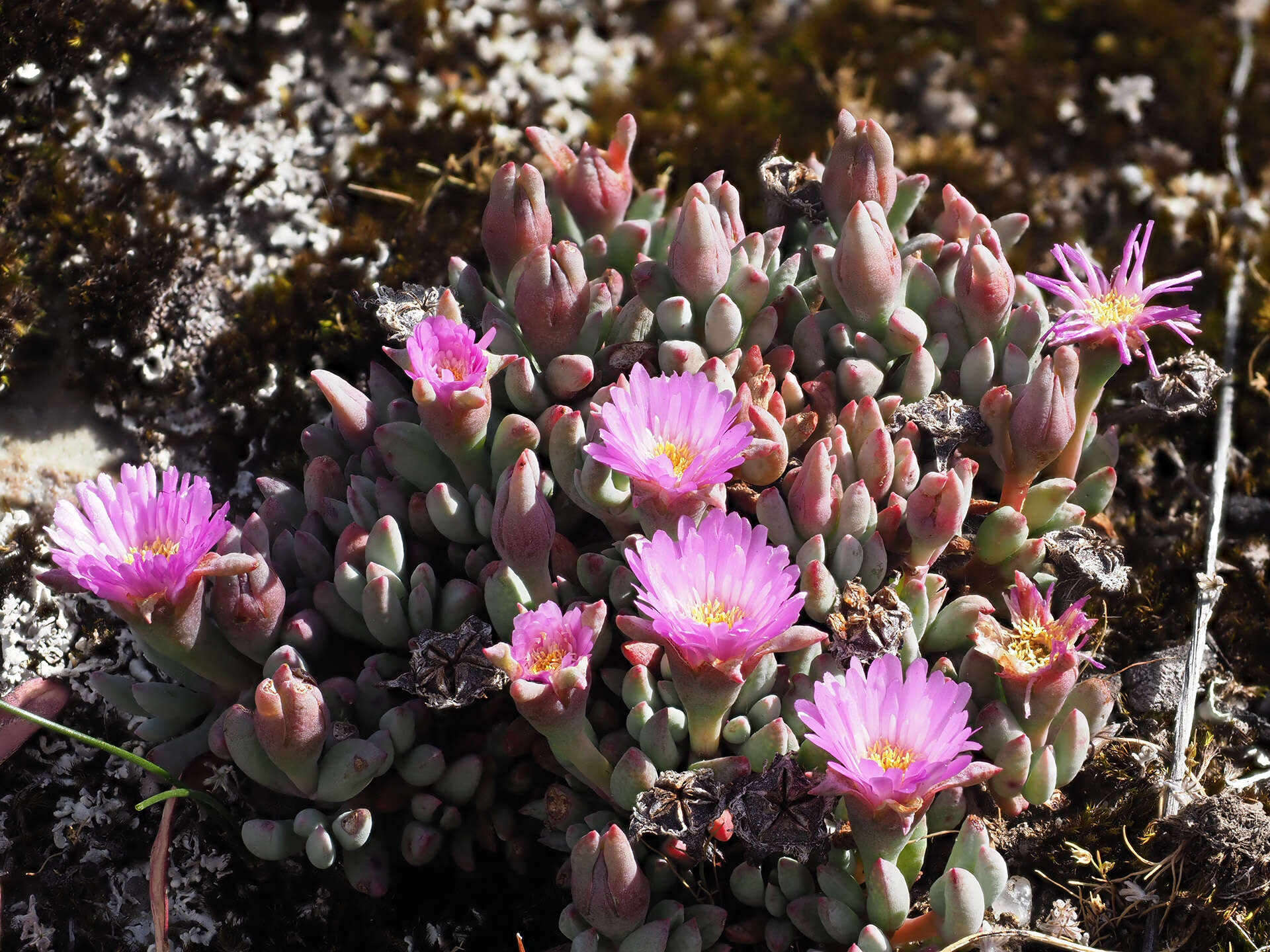 Image of Esterhuysenia alpina L. Bol.