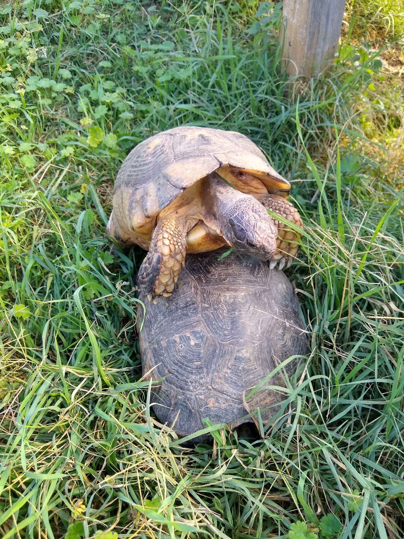 Image of Marginated Tortoise