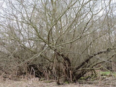 Image of purple willow