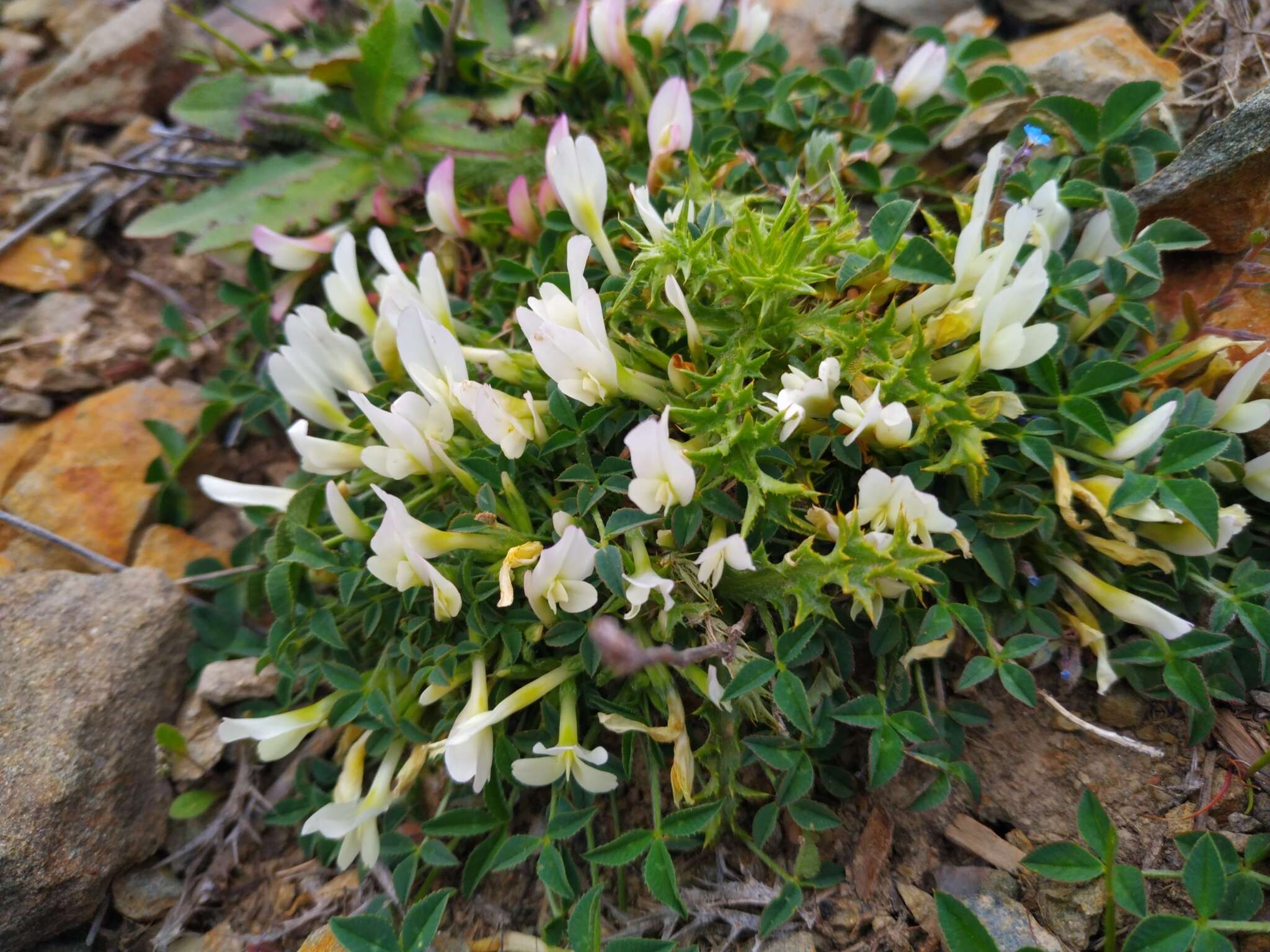 Image of oneflower clover