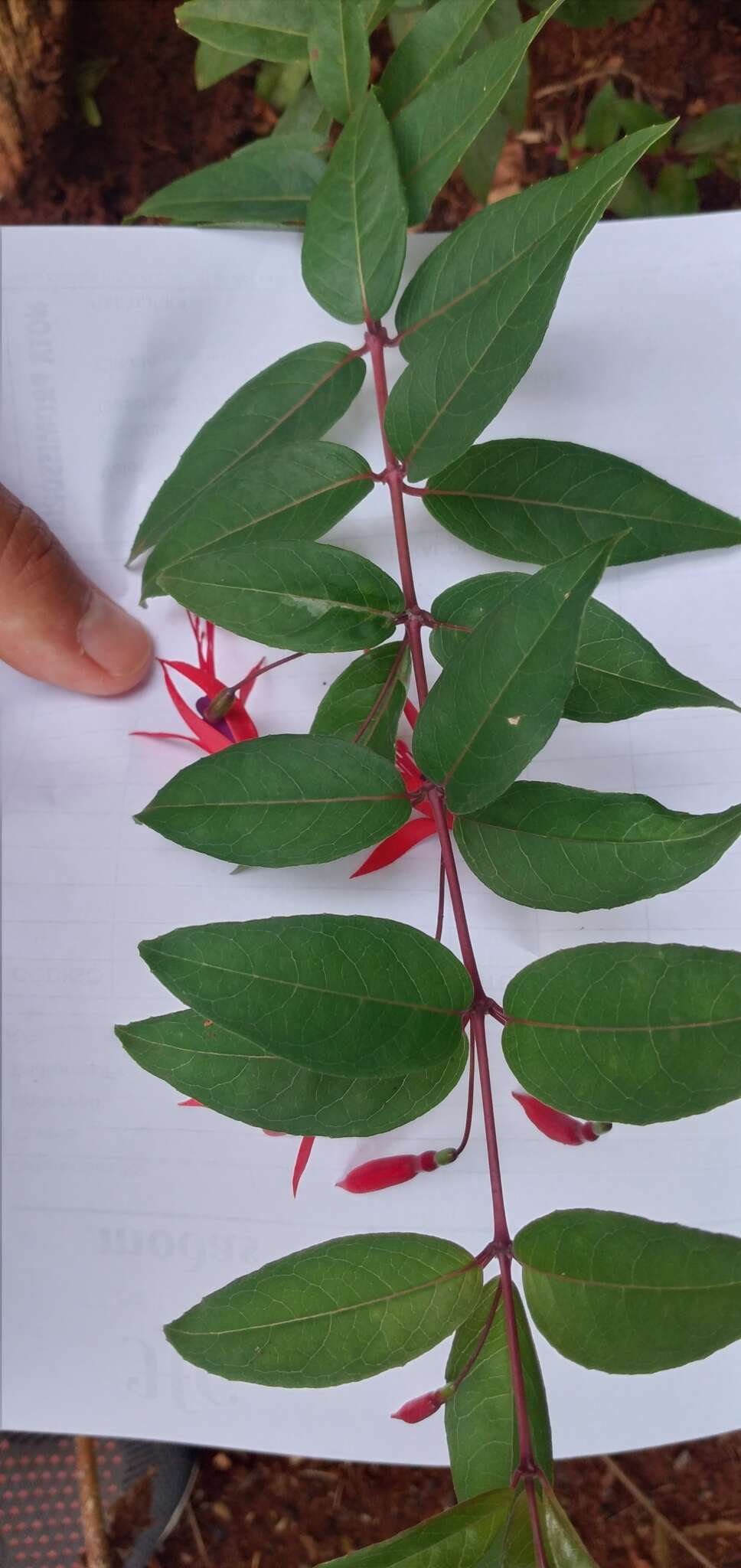 Image of Fuchsia regia subsp. reitzii P. E. Berry