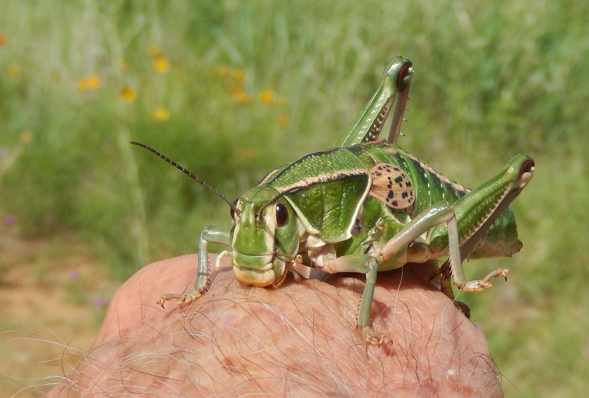 Image of Brachystola