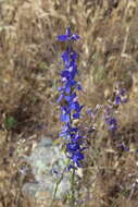 Image of San Bernardino larkspur