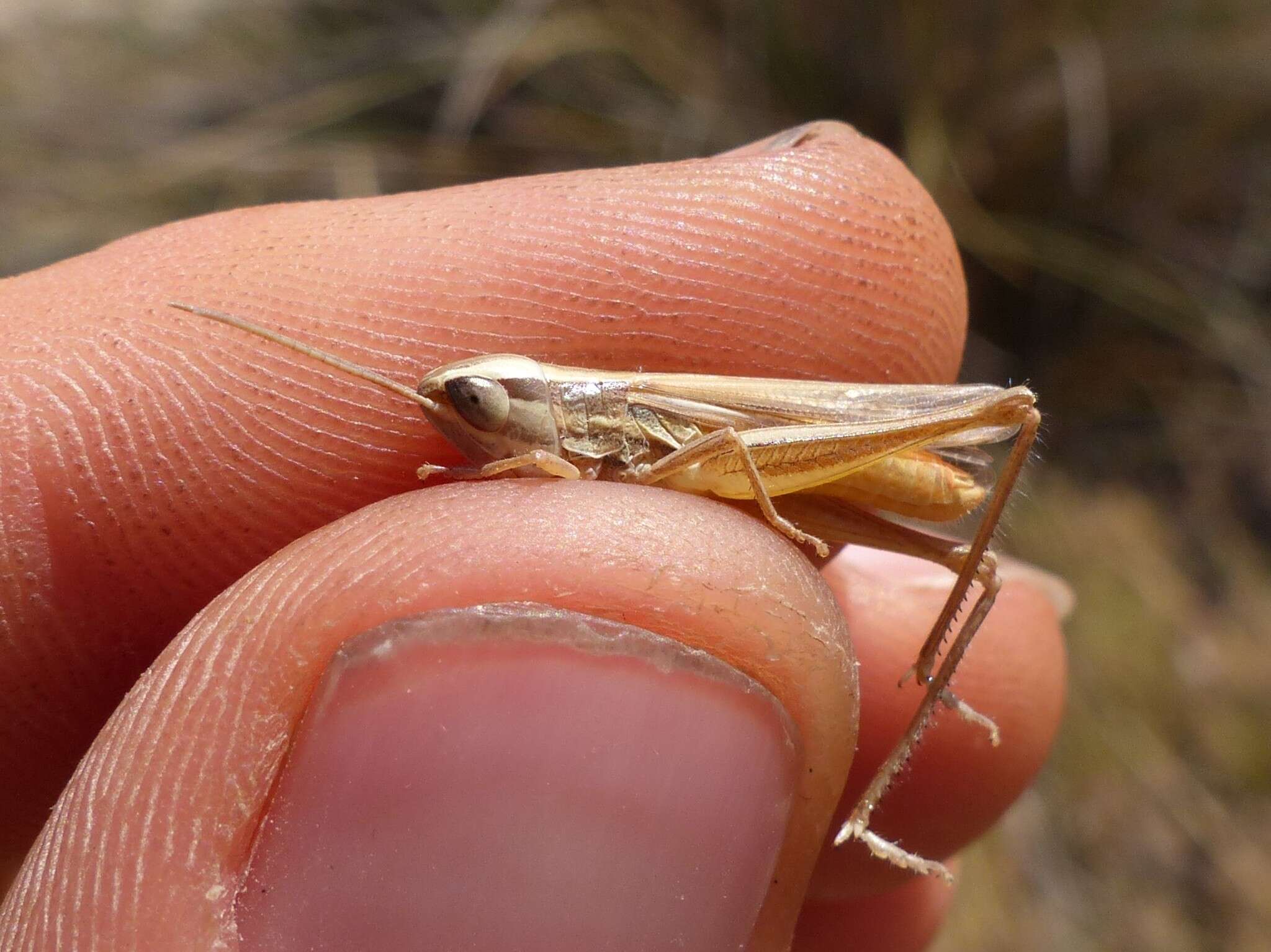 Image of Euchorthippus chopardi Descamps 1968