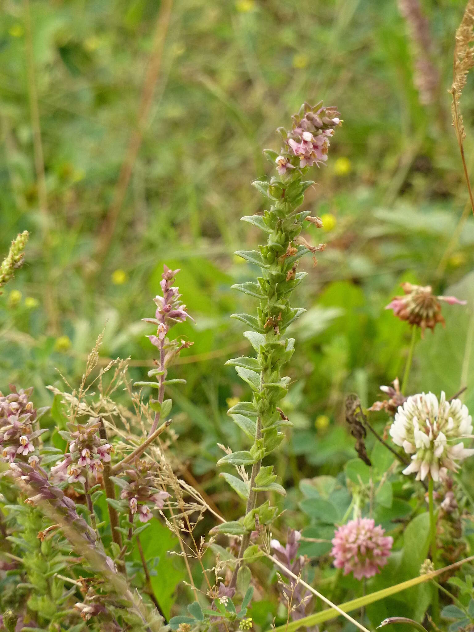 Image de Odontites vulgaris Moench