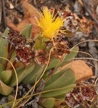 Image of Machairophyllum albidum (L.) Schwant.