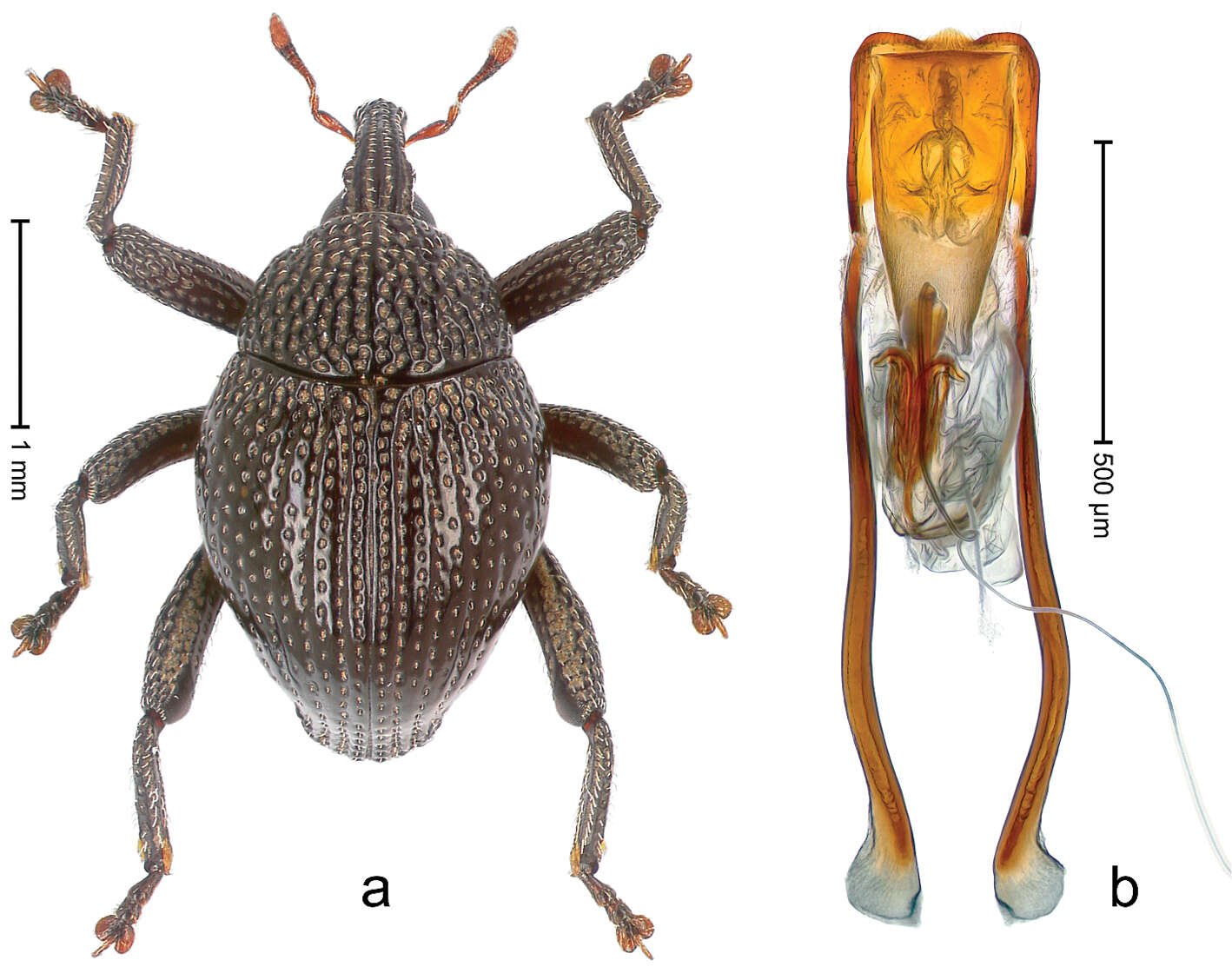 Image of Trigonopterus mesehensis Riedel 2014