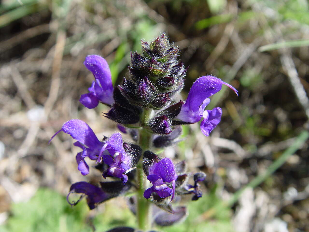 Image of verbena sage