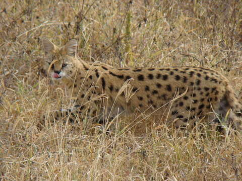 صورة Leptailurus serval lipostictus (Pocock 1907)