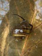 Image of Spike-topped applesnail