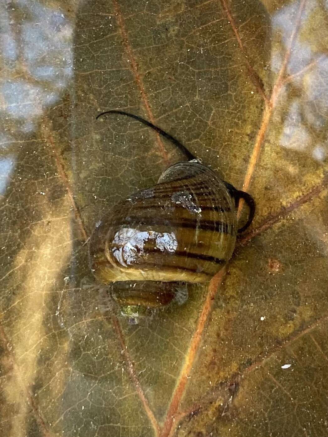 Image of Spike-topped applesnail