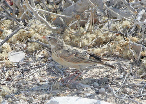 Image of Pink-billed Lark