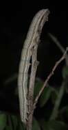 Image of Abbreviated Underwing Moth