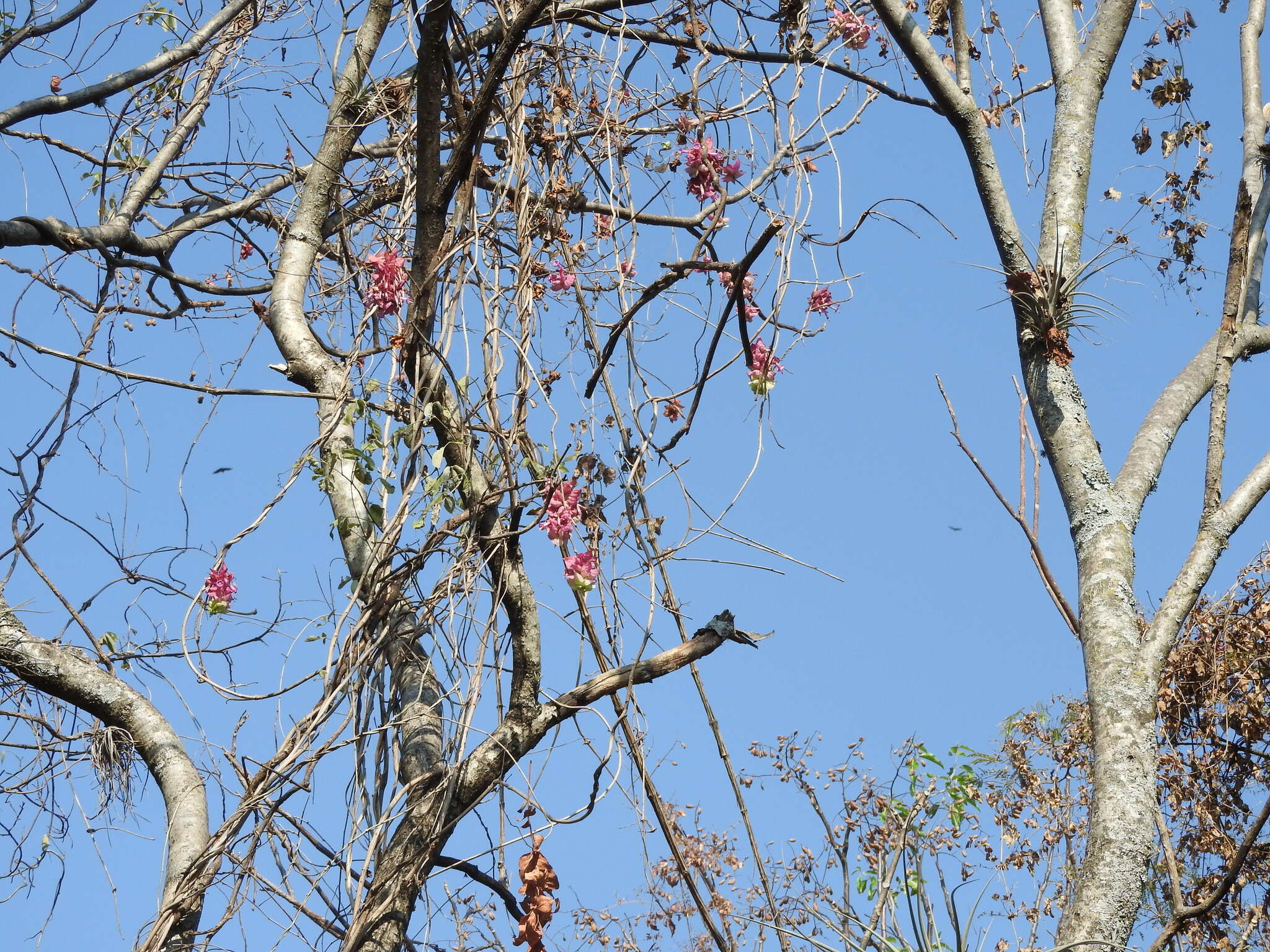 Image of Ipomoea bracteata Cav.