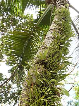 Image of Pyrrosia confluens (R. Br.) Ching