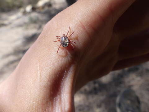 Image of Kangaroo tick