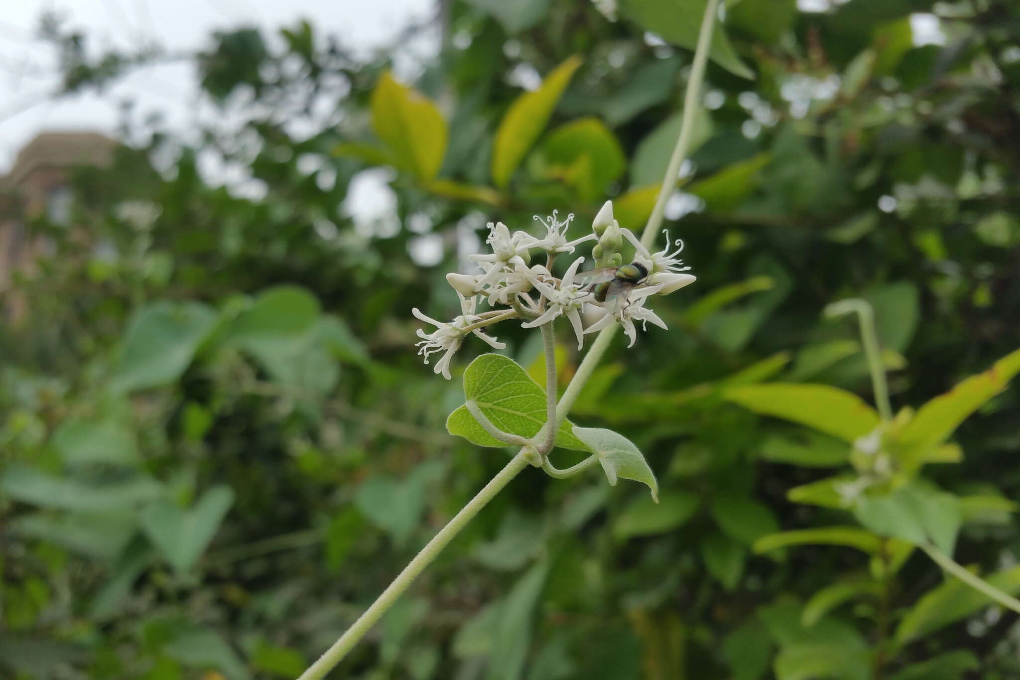 Image of Vincetoxicum pubescens (Bunge) Kuntze