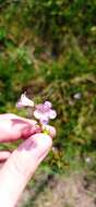 Image of Agalinis communis (Cham. & Schltdl.) W. G. D' Arcy