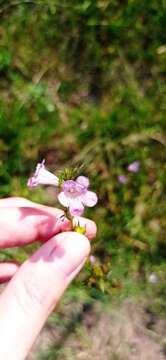 Image of Agalinis communis (Cham. & Schltdl.) W. G. D' Arcy