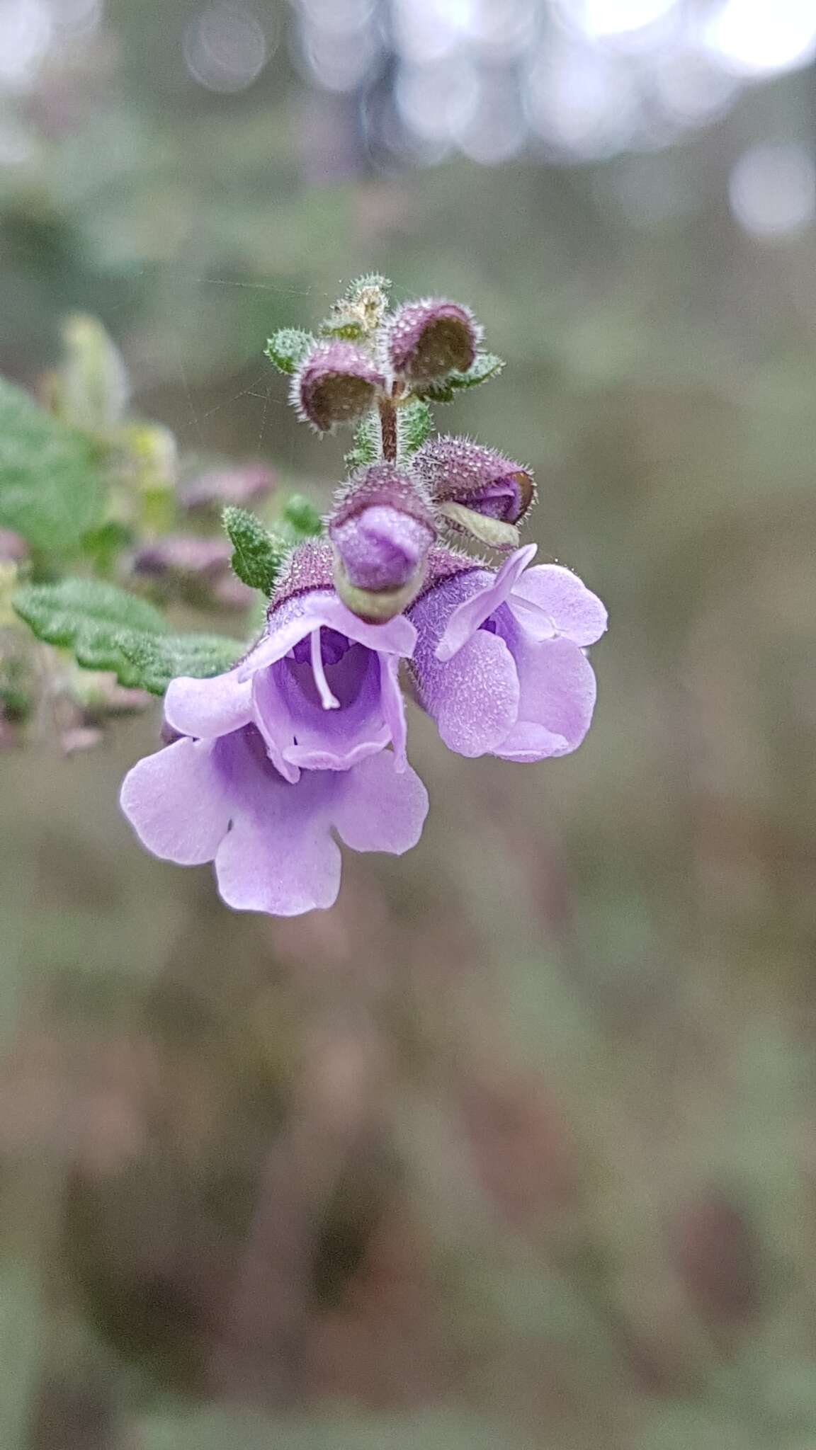 Image of Prostanthera incana A. Cunn. ex Benth.