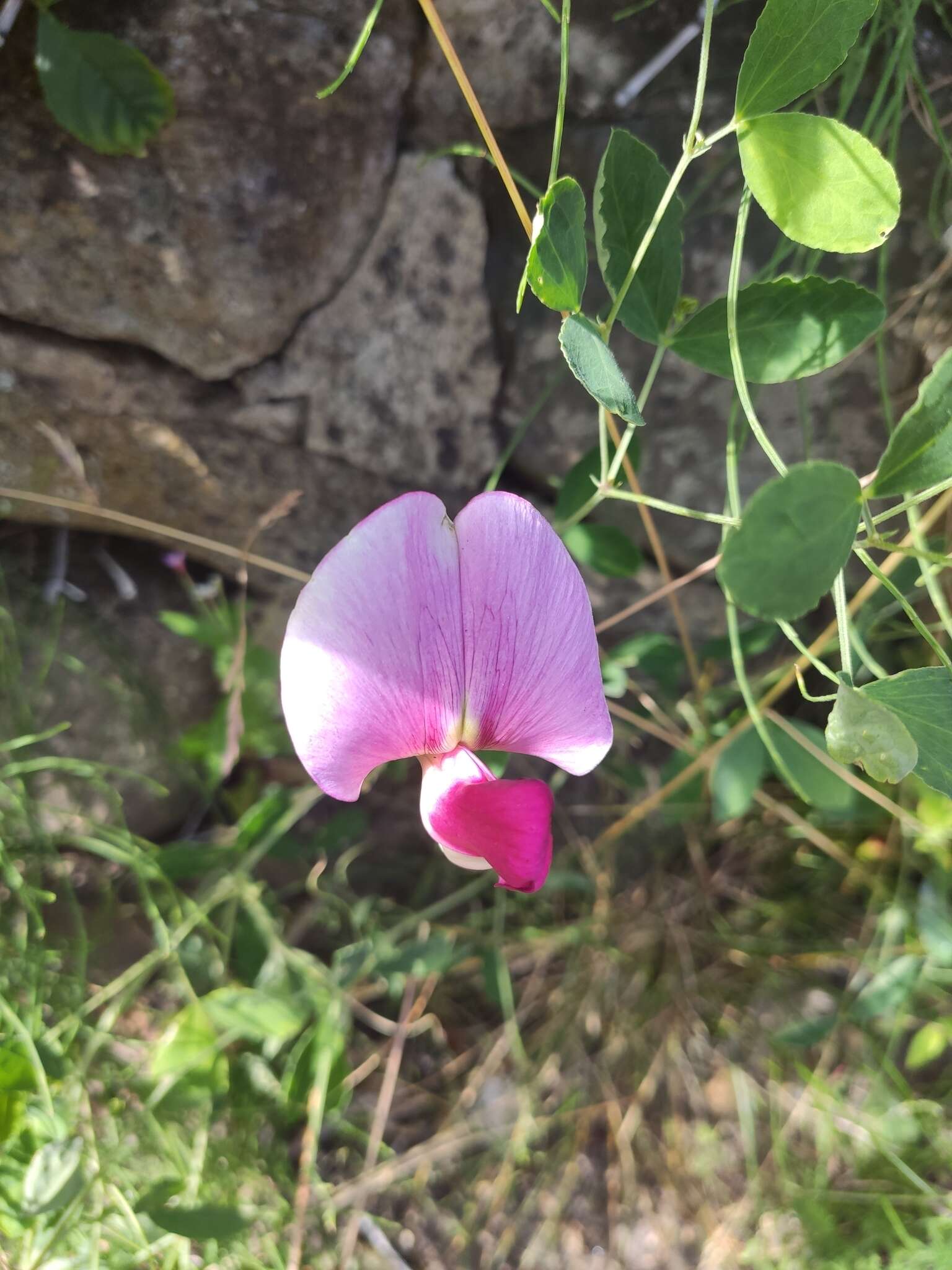 Image of Everlasting-Pea