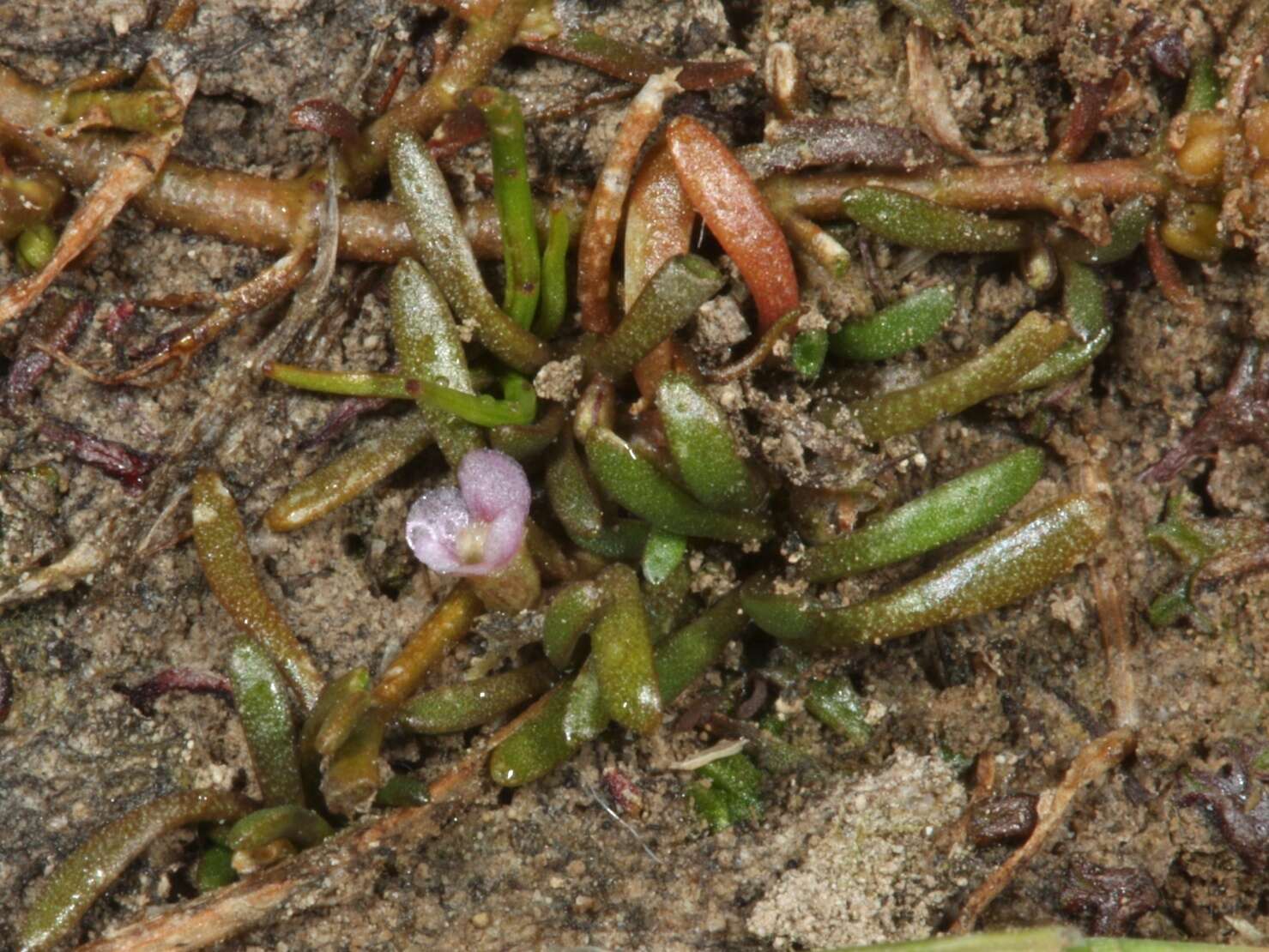 Imagem de Glossostigma diandrum (L.) Kuntze