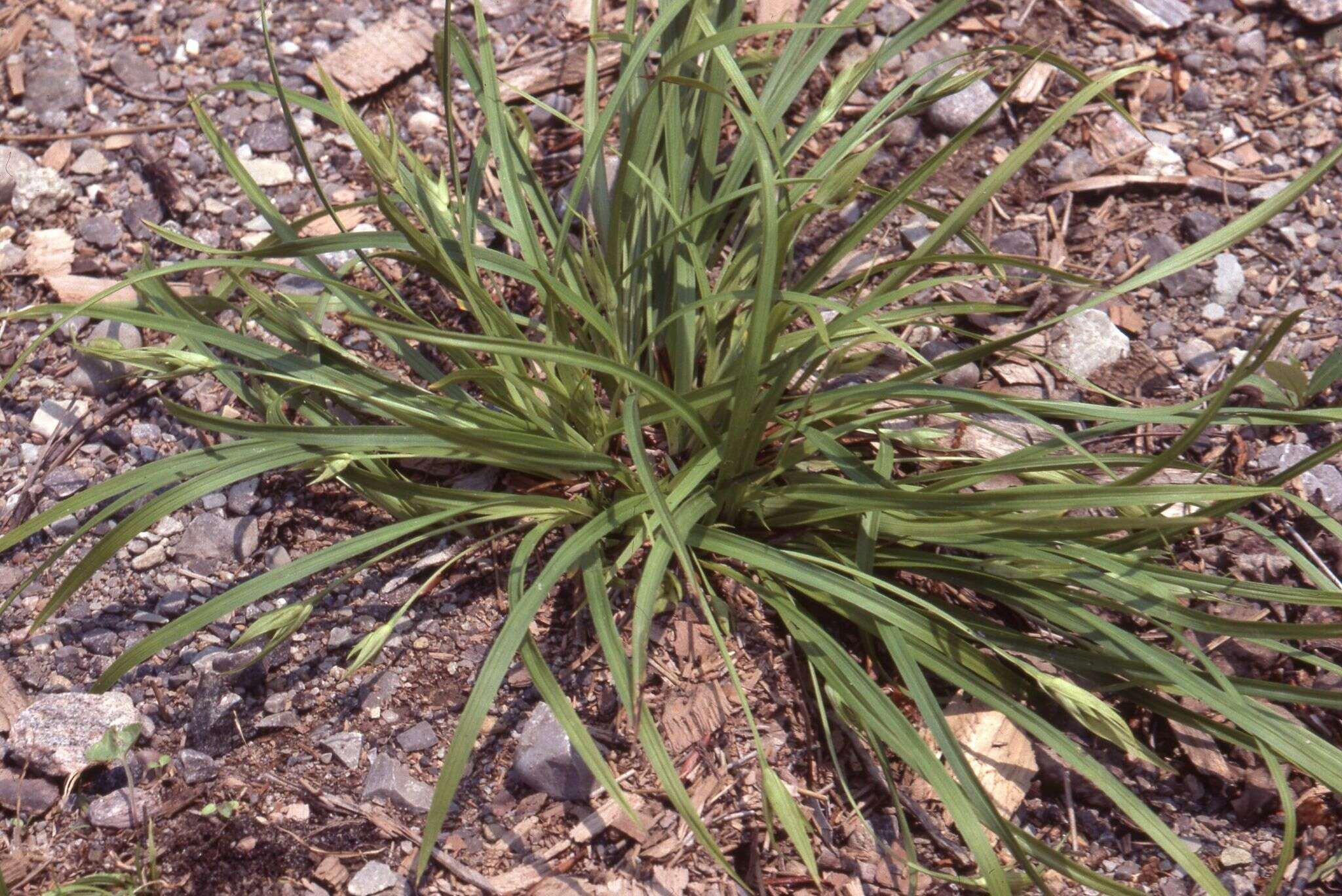 Carex backii Boott resmi