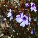 Prostanthera hindii B. J. Conn resmi