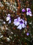 Prostanthera hindii B. J. Conn resmi