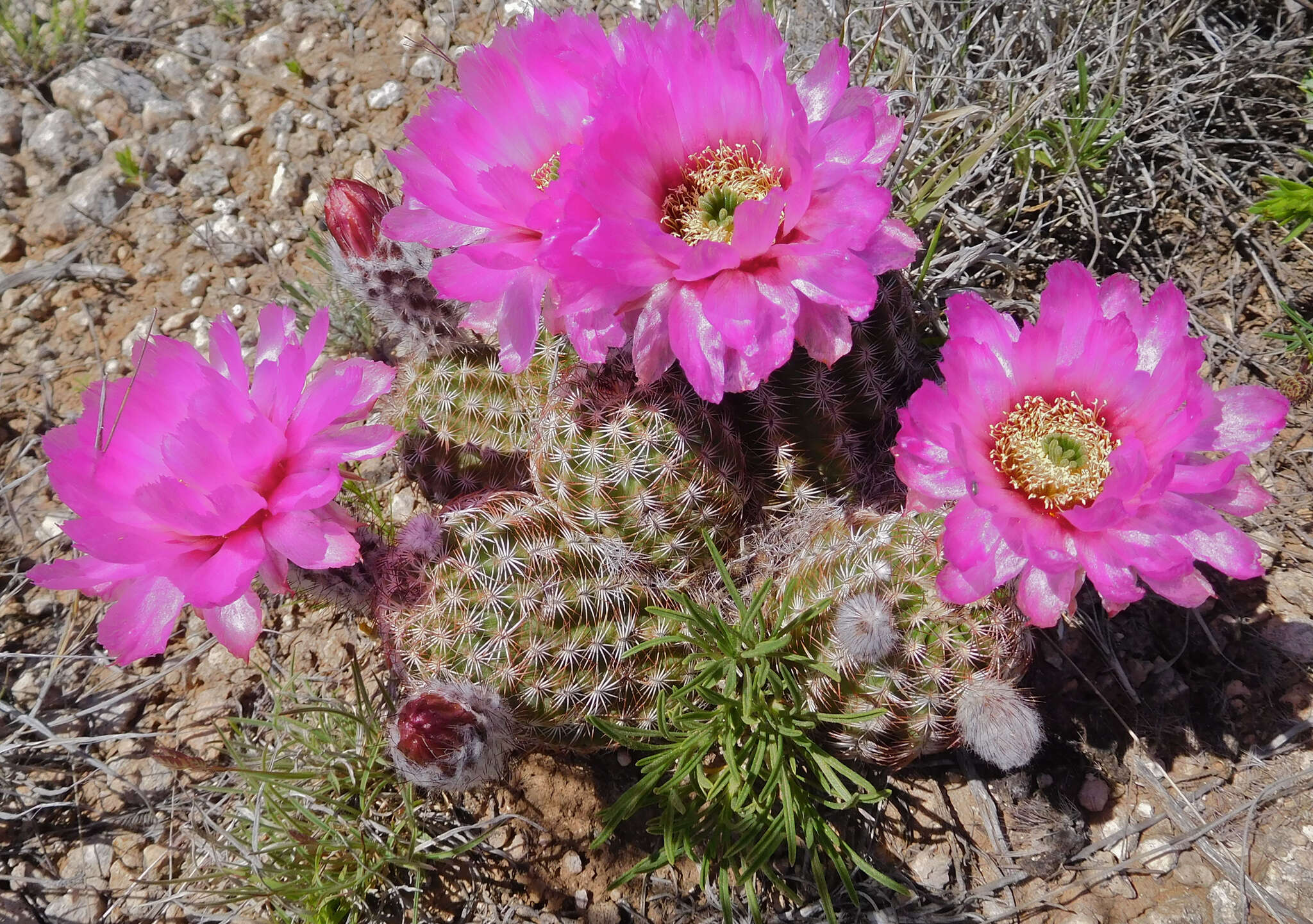 Image of Echinocereus reichenbachii var. perbellus (Britton & Rose) L. D. Benson