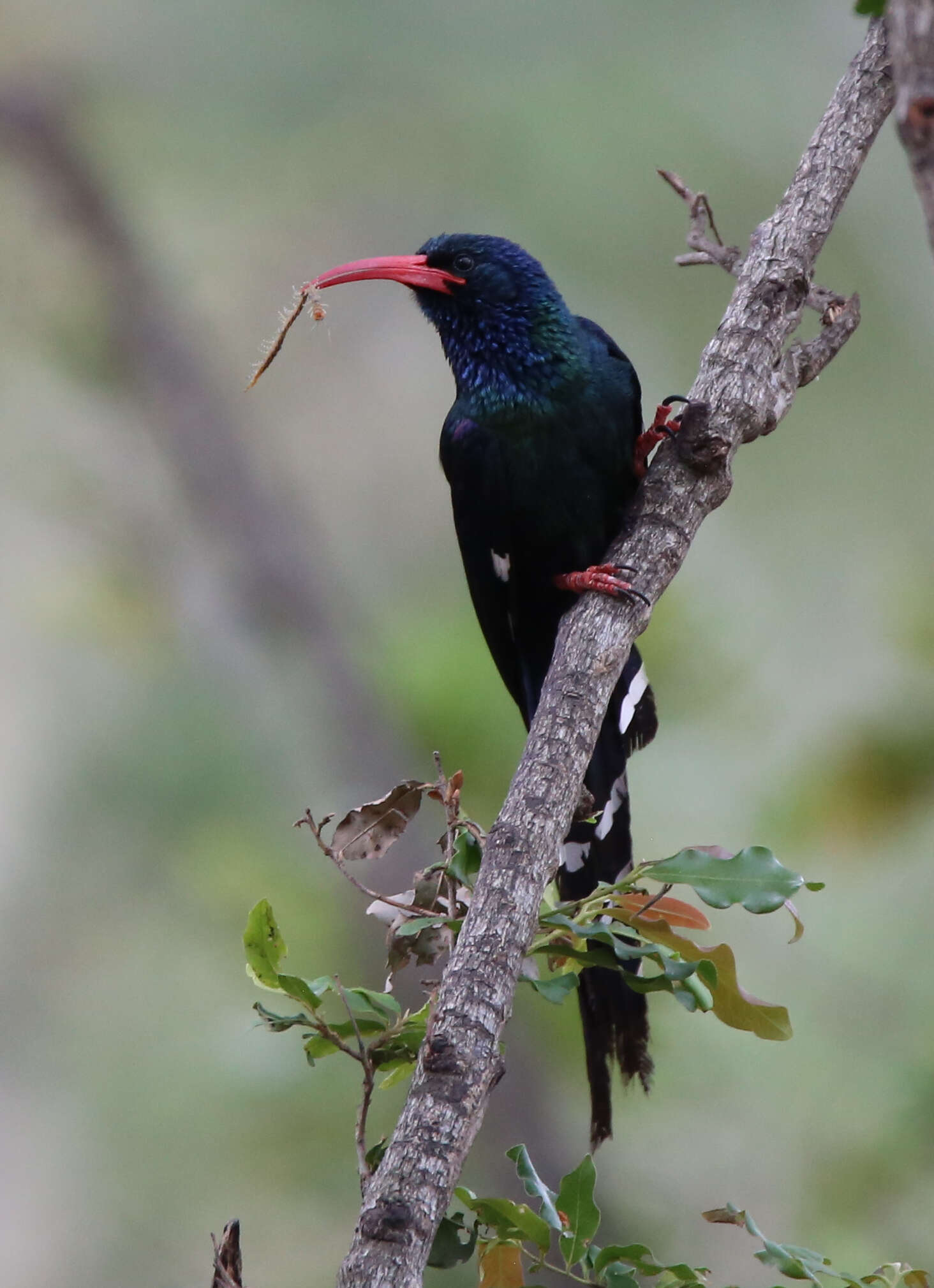 Imagem de Phoeniculus purpureus marwitzi (Reichenow 1906)