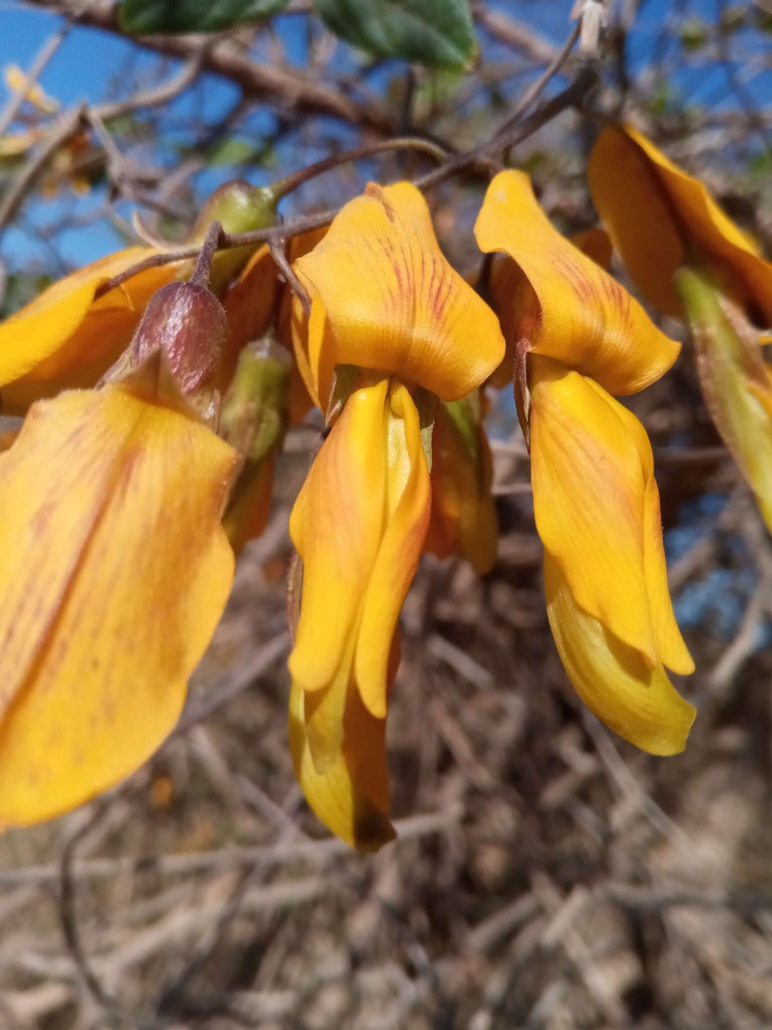 Plancia ëd Rhynchosia baukea Du Puy & Labat