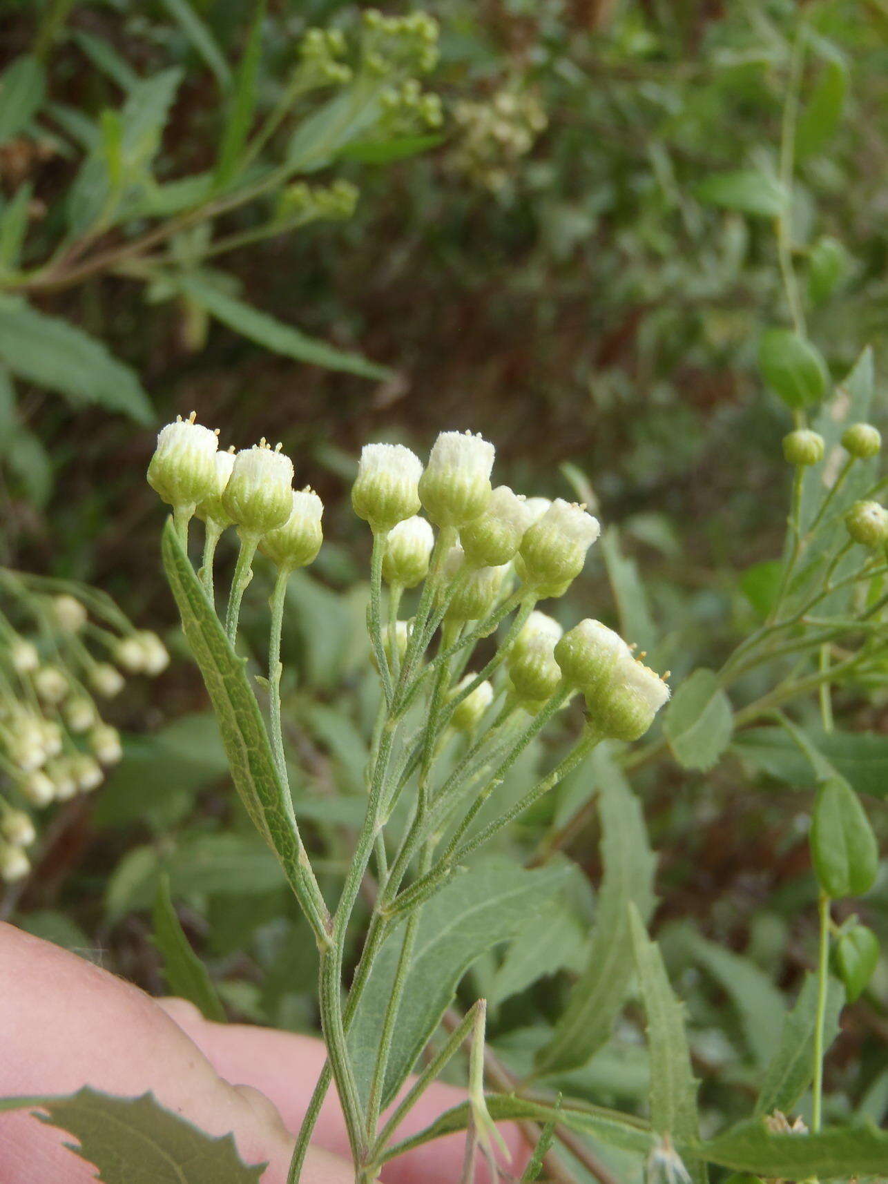 Plancia ëd Nidorella ivifolia (L.) J. C. Manning & Goldblatt