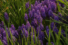 Image of Armenian grape hyacinth