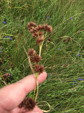 Слика од Rhynchospora glomerata (L.) Vahl