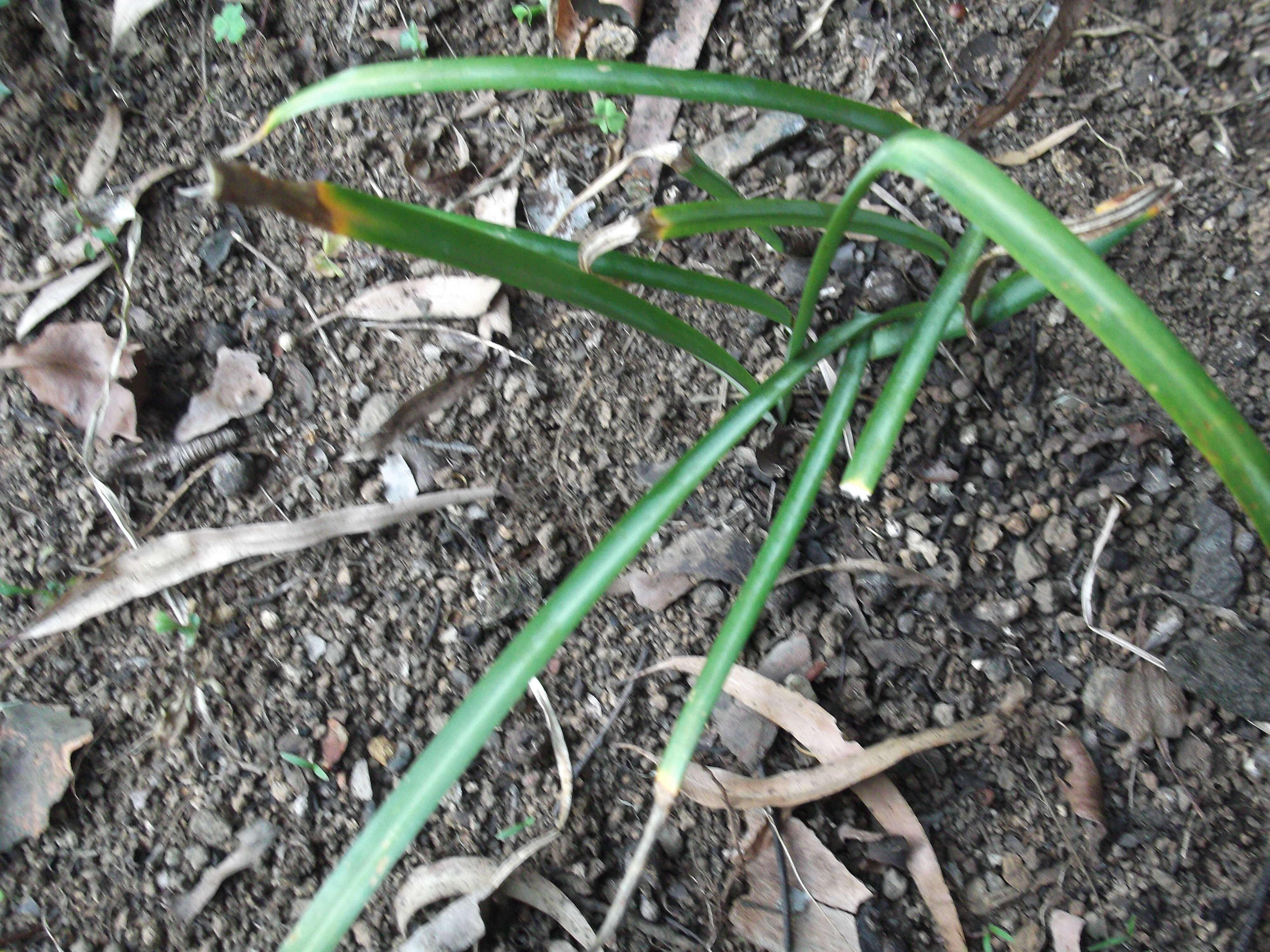 Image of Nerine sarniensis (L.) Herb.