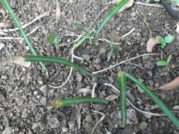 Image of Nerine sarniensis (L.) Herb.