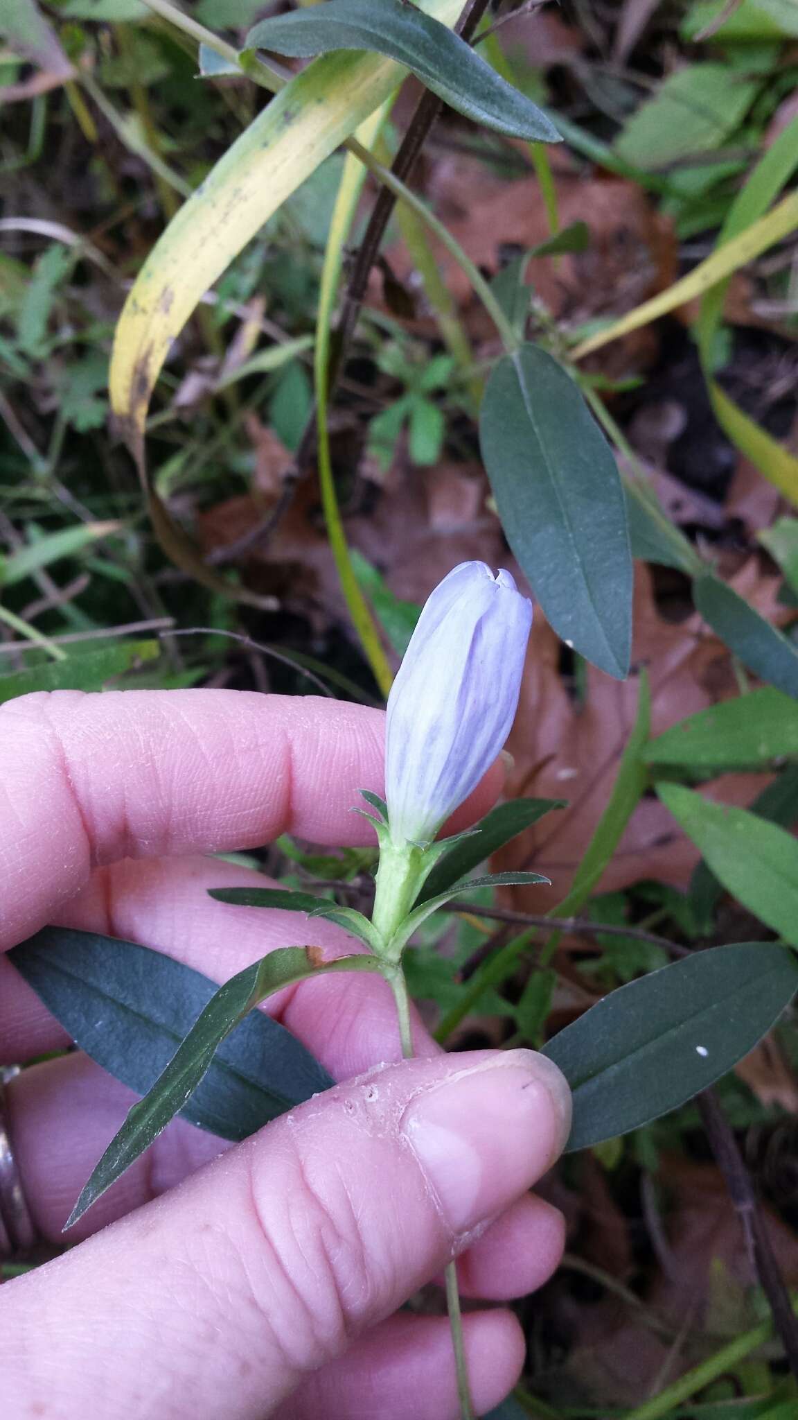 Imagem de Gentiana saponaria L.