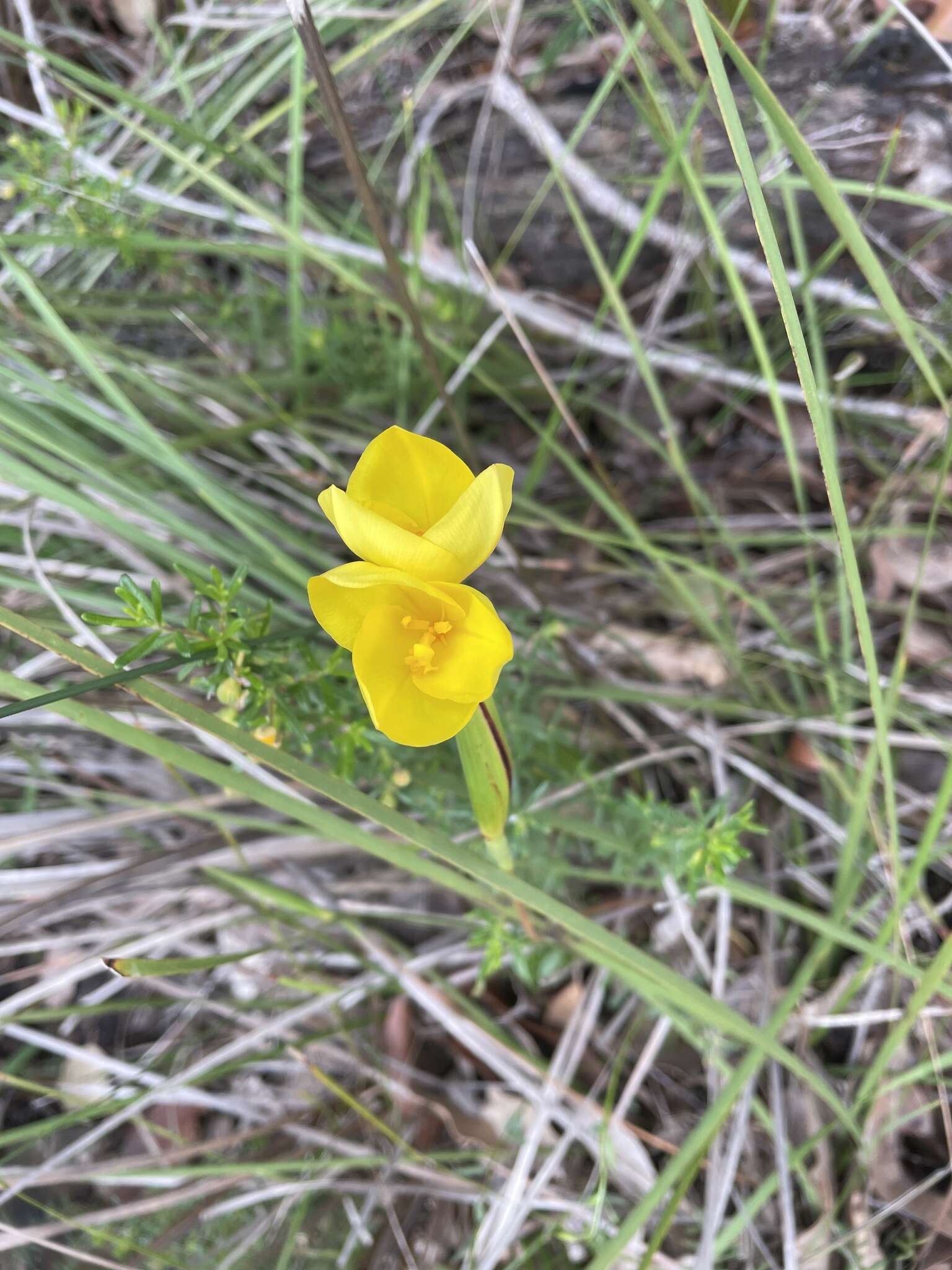 Imagem de Patersonia umbrosa Endl.